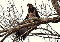 Juvenile Bald Eagle A juvenile bald eagle stretches its wing as it looks over a small stream in north Idaho. Accipitridae,Bald Eagle,Birds,Birds of Prey,Geotagged,Haliaeetus leucocephalus,Idaho,Raptors,United States,fall