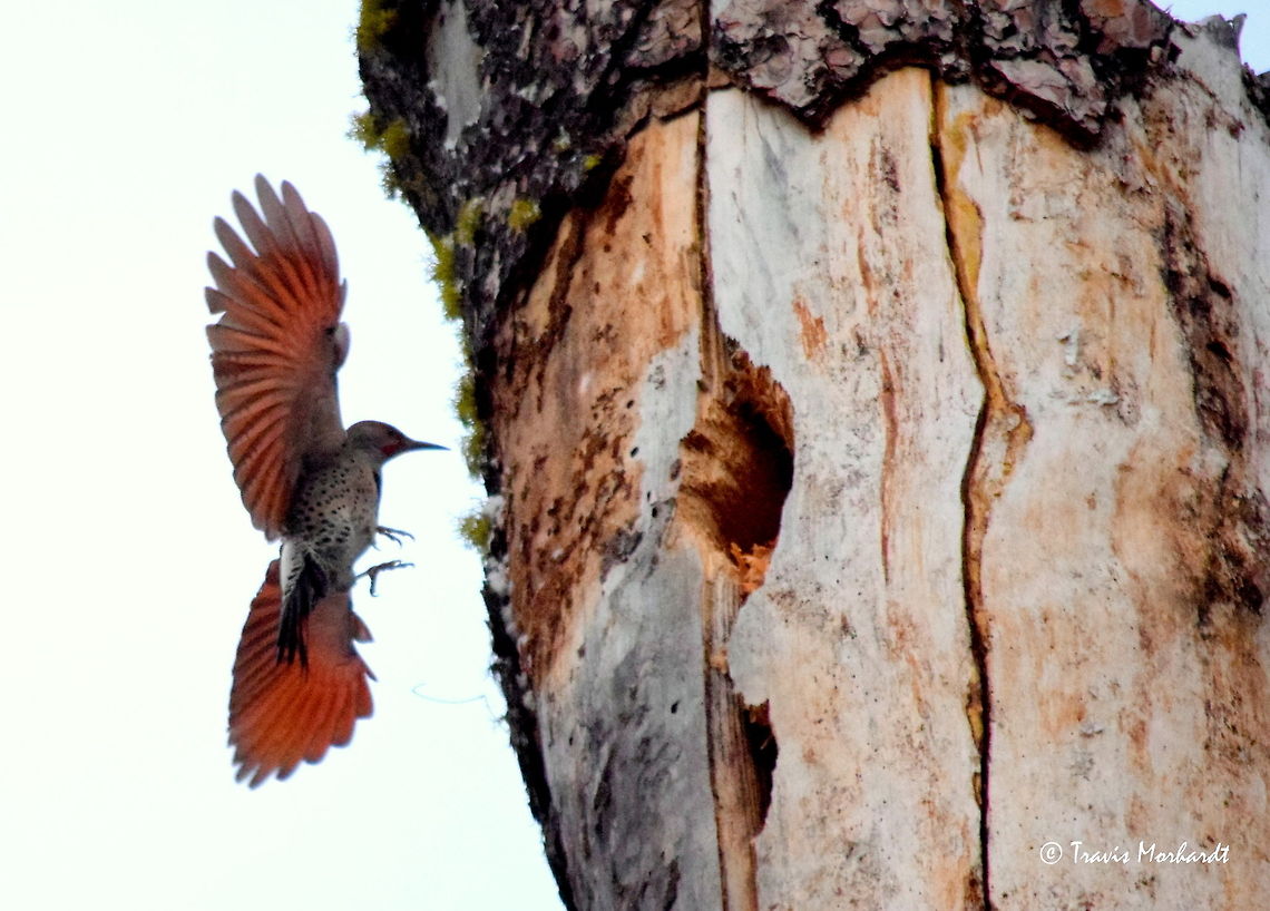 Red-Shafted/Northern Flicker A red-shafted flicker, subspecies of the northern flicker, inspects a hole excavated by a pileated woodpecker in the Kaniksu National Forest, north Idaho. Birds,Colaptes auratus,Colaptes auratus cafer,Geotagged,Idaho,Northern Flicker,Red-shafted flicker,United States,Woodpecker,fall