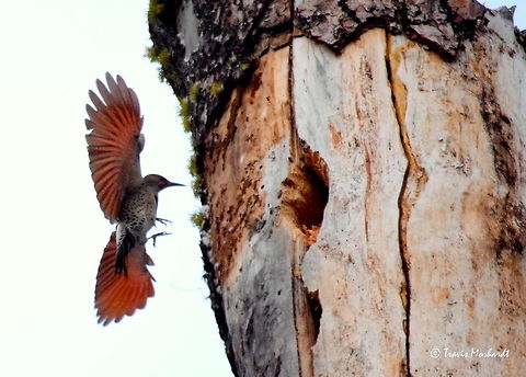 Red-Shafted/Northern Flicker A red-shafted flicker, subspecies of the northern flicker, inspects a hole excavated by a pileated woodpecker in the Kaniksu National Forest, north Idaho. Birds,Colaptes auratus,Colaptes auratus cafer,Geotagged,Idaho,Northern Flicker,Red-shafted flicker,United States,Woodpecker,fall