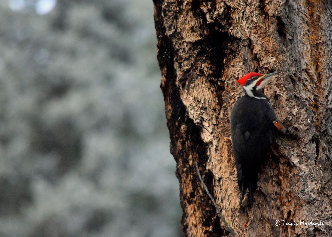 Pileated Woodpecker This sighting is one of my favorite bird sightings to date. I was hiking a steep mountainside in the Kaniksu National Forest today, searching for big ungulates (moose, elk, deer) and whatever else I might find. I was fully aware that these large woodpeckers inhabited the area, but I never thought I would come across one.<br />
<br />
I was watching a cow moose walking along the ridge ahead of me and heard the distinct knocking of a woodpecker. I carefully approached and after several minutes of sneaking, stopping, listening and repeating, I finally saw the large bird at the top of an old snag (dead tree). I moved into position and took some photos. They turned out ok...good enough for me when the bird decided it had had enough to eat out that hole.<br />
<br />
I continued on my difficult and steep hike when I saw the bird fly into view and land on another snag ahead of me. I snuck into position and once again photographed the bird, this time being much more successful in the quality of the photos. Birds,Dryocopus pileatus,Geotagged,Idaho,Pileated Woodpecker,United States,Woodpecker,fall