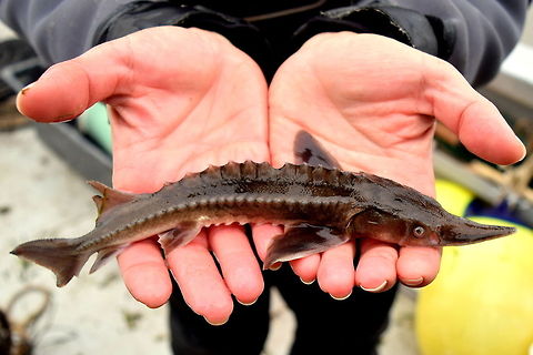 White Sturgeon - Juvenile White sturgeon are a very unique fish. They are a long lived fish (recorded up to 160 years) and are found in the Pacific Northwest from the Columbia River basin up to Alaska. They can grow to several meters and weigh several hundred pounds or even more! They are the largest freshwater fish in North America.

This juvenile was captured in one of our hoopnets that we are using to sample the local burbot population on the Kootenai River in North Idaho. Even though this fish is not a target species for the burbot project, there is a sturgeon project as well. This specific fish is most likely 2-3 years old. This sturgeon has a PIT tag (similar to tags some people put in their pets in case they get lost) that emits a small frequency that can be picked up by a specialized tag scanner. We can scan the tag and look into a database that shows if and when and where it was previously caught and how big it was then. Pretty cool stuff! Acipenser transmontanus,British Columbia,Canada,Fish,Geotagged,Research,White Sturgeon,fall