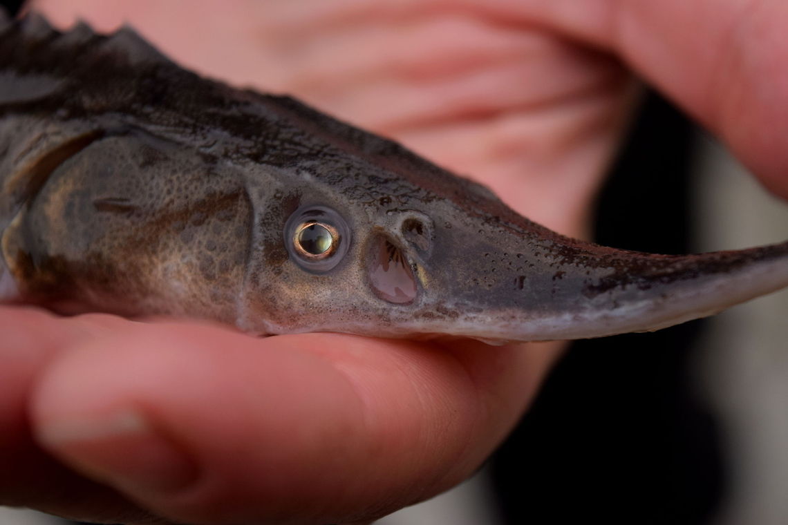 White Sturgeon - Juvenile Close-up A shot of a juvenile white sturgeon&#039;s head. If you look closely at the nostril in front of the eye, you can see part of the inner olfactory organ known as the spiracle. This organ allows these fish to smell the smallest trace of any scent in the water from quite a ways off. These fish also have a very complex system of sensors on along their rostrum (nose) that help them sense vibrations in the water. This fish was sampled from one of our hoopnets in the Kootenai River, British Columbia. Acipenser transmontanus,British Columbia,Canada,Fish,Geotagged,Research,White Sturgeon,fall