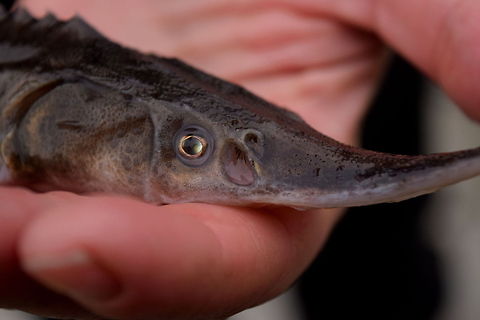 White Sturgeon - Juvenile Close-up A shot of a juvenile white sturgeon's head. If you look closely at the nostril in front of the eye, you can see part of the inner olfactory organ known as the spiracle. This organ allows these fish to smell the smallest trace of any scent in the water from quite a ways off. These fish also have a very complex system of sensors on along their rostrum (nose) that help them sense vibrations in the water. This fish was sampled from one of our hoopnets in the Kootenai River, British Columbia. Acipenser transmontanus,British Columbia,Canada,Fish,Geotagged,Research,White Sturgeon,fall