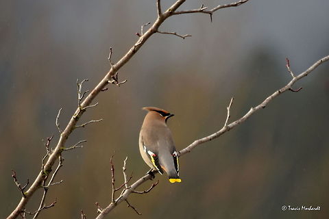 Bohemian Waxwing These are a pretty fun bird to watch. They are very beautiful, both by sight and by sound. They are a common songbird in north Idaho. During the winter months, they group together into large flocks (this one was a part of about 20 or 30 birds) and are rather chatty and social, often grooming one another. They're not a very difficult bird to photograph, as they are rather tolerant as you approach them. But once one is spooked, they all fly out together. Birds,Bohemian Waxwing,Bombycilla garrulus,Geotagged,Idaho,Songbird,United States,fall