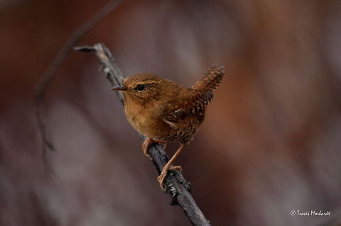 Pacific Wren These little guys are very sprite and full of energy. I was standing in some tall brush observing the hillside around me (mainly looking for moose) when I heard the flutter of wings. I looked down and noticed I had been bombarded by three or four of these tiny birds. They were quite brave and jumped from stick to stick, getting closer and closer to inspect. Not very easy to photograph, as they are constantly moving and looking around. Captured in north Idaho. Birds,Fall,Geotagged,Idaho,Pacific wren,Troglodytes pacificus,United States,songbird