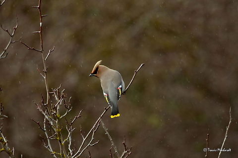Bohemian Waxwing in the Rain Raindrops fall as a Bohemian waxwing perches atop of a shrub in north Idaho. Birds,Bohemian Waxwing,Bombycilla garrulus,Geotagged,Idaho,Raindrops,United States,fall,songbird