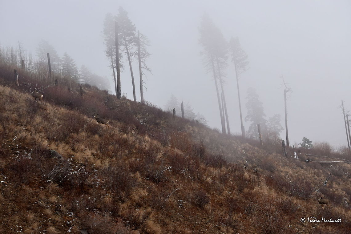 Onward and Upward A herd of mule deer work their way up a ridge during a foggy afternoon. The deer browse through young willows and other shrubs that thrive after the mountainside was burned by a fire a decade ago. Can you find all the deer in the photo? Fog,Geotagged,Idaho,Mule Deer,Odocoileus hemionus,United States,Wildfire,fall,mammals