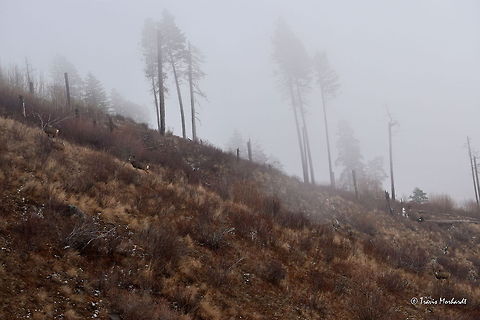 Onward and Upward A herd of mule deer work their way up a ridge during a foggy afternoon. The deer browse through young willows and other shrubs that thrive after the mountainside was burned by a fire a decade ago. Can you find all the deer in the photo? Fog,Geotagged,Idaho,Mule Deer,Odocoileus hemionus,United States,Wildfire,fall,mammals