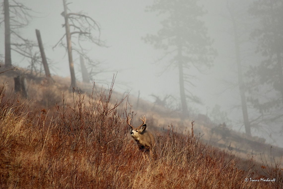 Mule Deer Buck - Afternoon Snack A mule deer buck browses through the willows for a snack. The willows are a winter favorite for the mule deer, as they are abundant and thrive in recently burned areas. This mountainside burned a decade ago and serves as great winter habitat for mule deer.<br />
<br />
The atmosphere for this set of photos was amazing. The fog was rolling in and out, nearly concealing the deer completely at times. It was so calm and quiet that I could hear the deer crunching the willow twigs as they chewed them. Captured in north Idaho. Geotagged,Mule Deer,Odocoileus hemionus,United States,fall,fog,idaho,mammals,wildfire