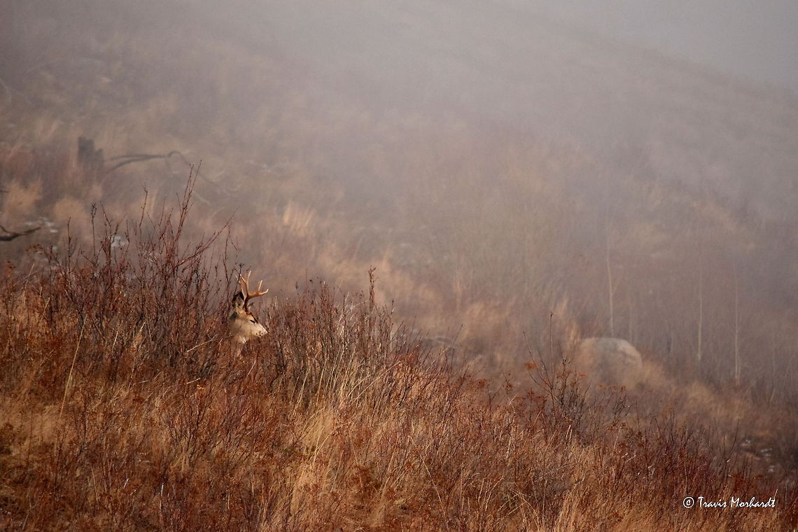 Rest A mule deer buck beds down in an open burn area to rest for a bit. <br />
<br />
The fog and the light made this series of photos a lot of fun to shoot, but also really challenged me. Captured in north Idaho. Geotagged,Mule Deer,Odocoileus hemionus,United States,fall,fog,idaho,mammals,wildfire