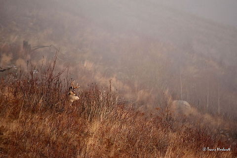 Rest A mule deer buck beds down in an open burn area to rest for a bit. 

The fog and the light made this series of photos a lot of fun to shoot, but also really challenged me. Captured in north Idaho. Geotagged,Mule Deer,Odocoileus hemionus,United States,fall,fog,idaho,mammals,wildfire