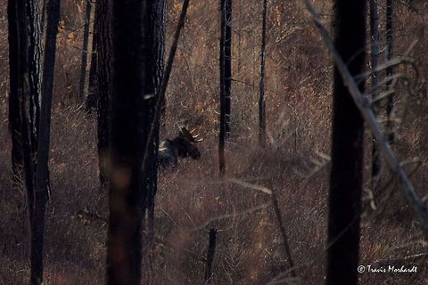 Bull Moose A bull moose lazily works over a thicket of willows as he prepares to endure a harsh mountain winter in north Idaho. Alces alces,Fall,Geotagged,Idaho,Mammals,Moose,United States