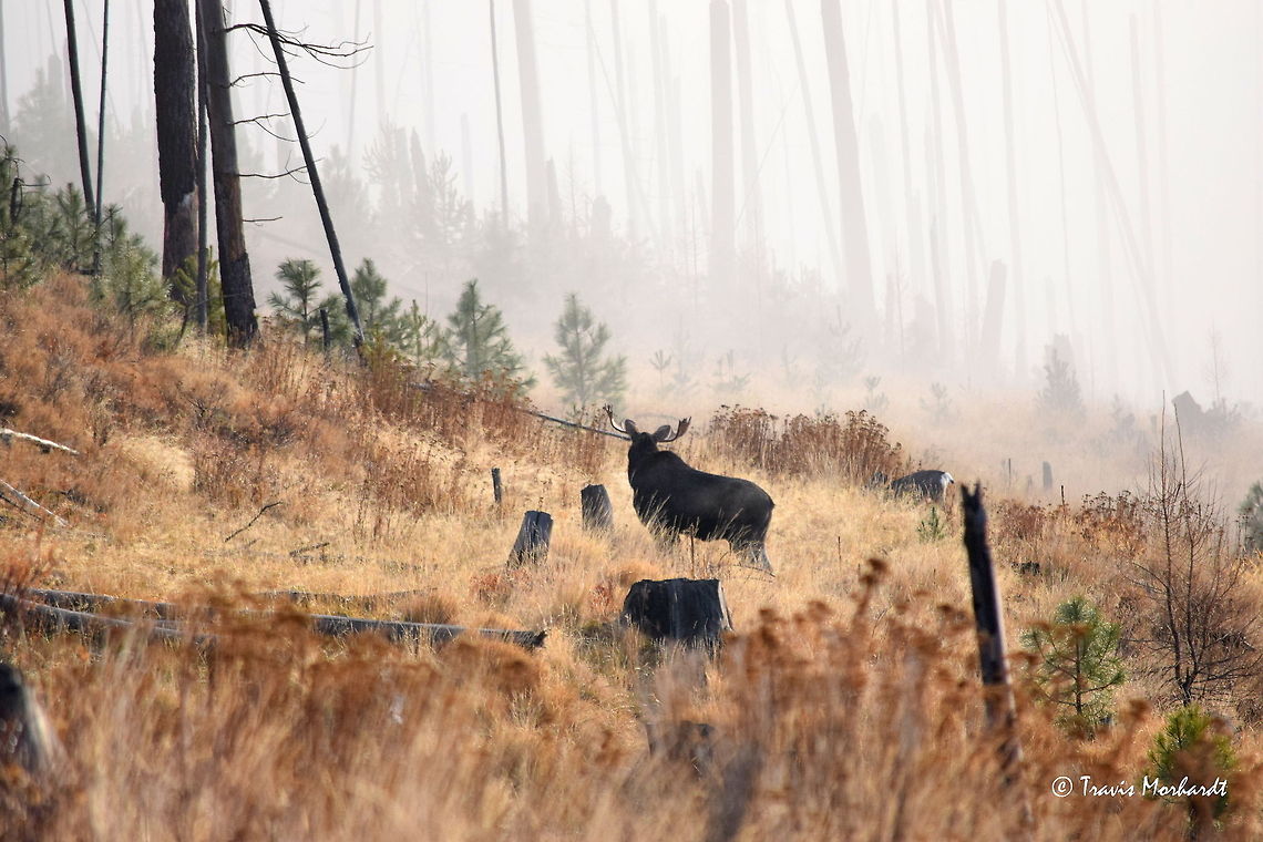 Moose Watching Mule Deer A bull moose watches some mule deer cross an old logging road on a foggy mountain morning in north Idaho. Alces alces,Fall,Geotagged,Idaho,Mammals,Moose,Mule Deer,United States,fog