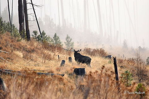 Moose Watching Mule Deer A bull moose watches some mule deer cross an old logging road on a foggy mountain morning in north Idaho. Alces alces,Fall,Geotagged,Idaho,Mammals,Moose,Mule Deer,United States,fog