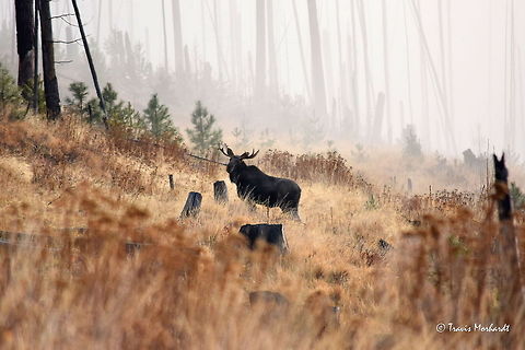 Bull Moose - Foggy Morning A bull moose inspects the cameraman on a foggy mountain morning in north Idaho. Alces alces,Fall,Geotagged,Idaho,Moose,United States,fog,mammals