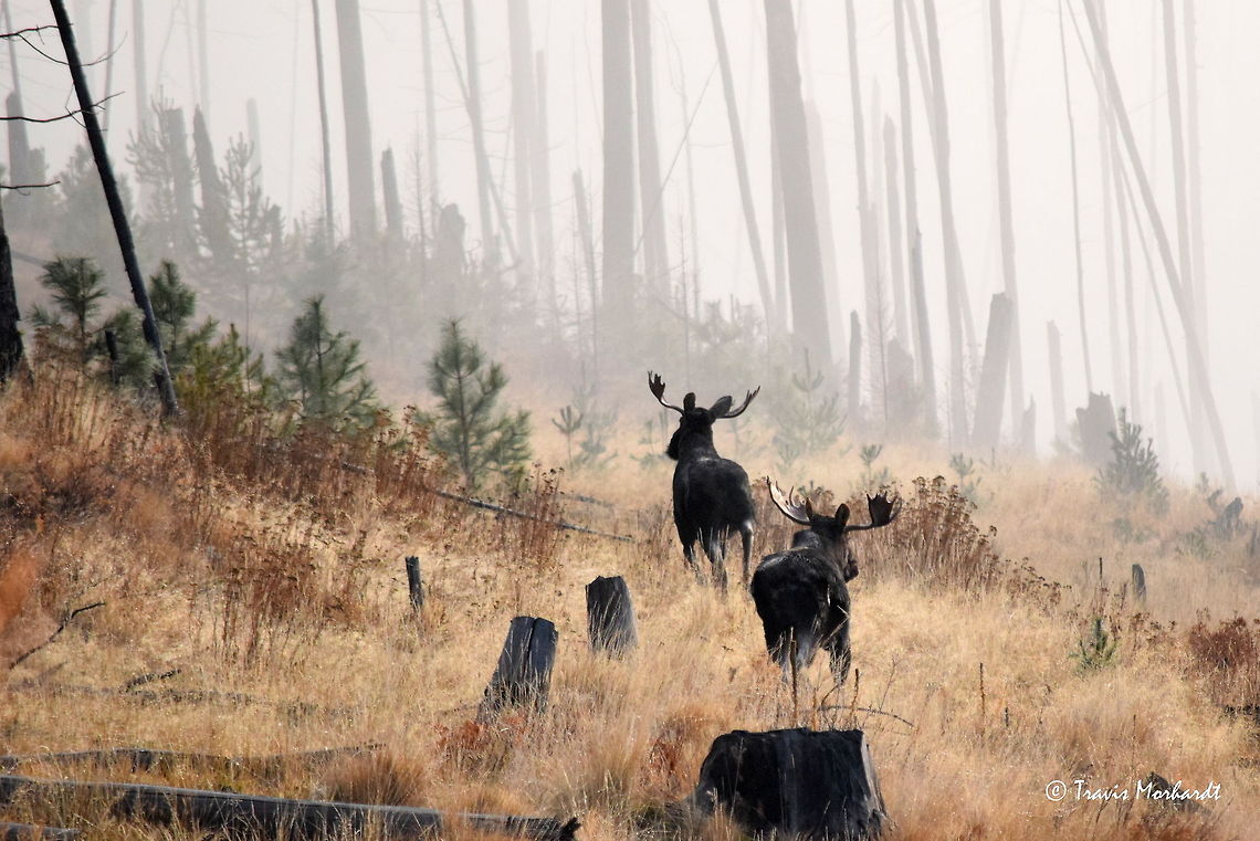 Bull Moose - Into the Fog Two bull moose work their way down an abandoned logging road on a foggy mountain morning in north Idaho. The moose are starting to congregate to their winter habitat and it is not uncommon to see several in one morning. I saw these two bulls along with two cows on this particular morning. Alces alces,Fall,Geotagged,Idaho,Moose,United States,fog,mammals