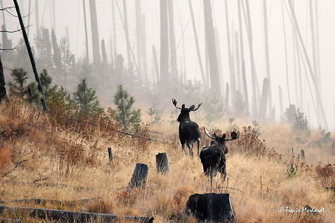 Bull Moose - Into the Fog Two bull moose work their way down an abandoned logging road on a foggy mountain morning in north Idaho. The moose are starting to congregate to their winter habitat and it is not uncommon to see several in one morning. I saw these two bulls along with two cows on this particular morning. Alces alces,Fall,Geotagged,Idaho,Moose,United States,fog,mammals