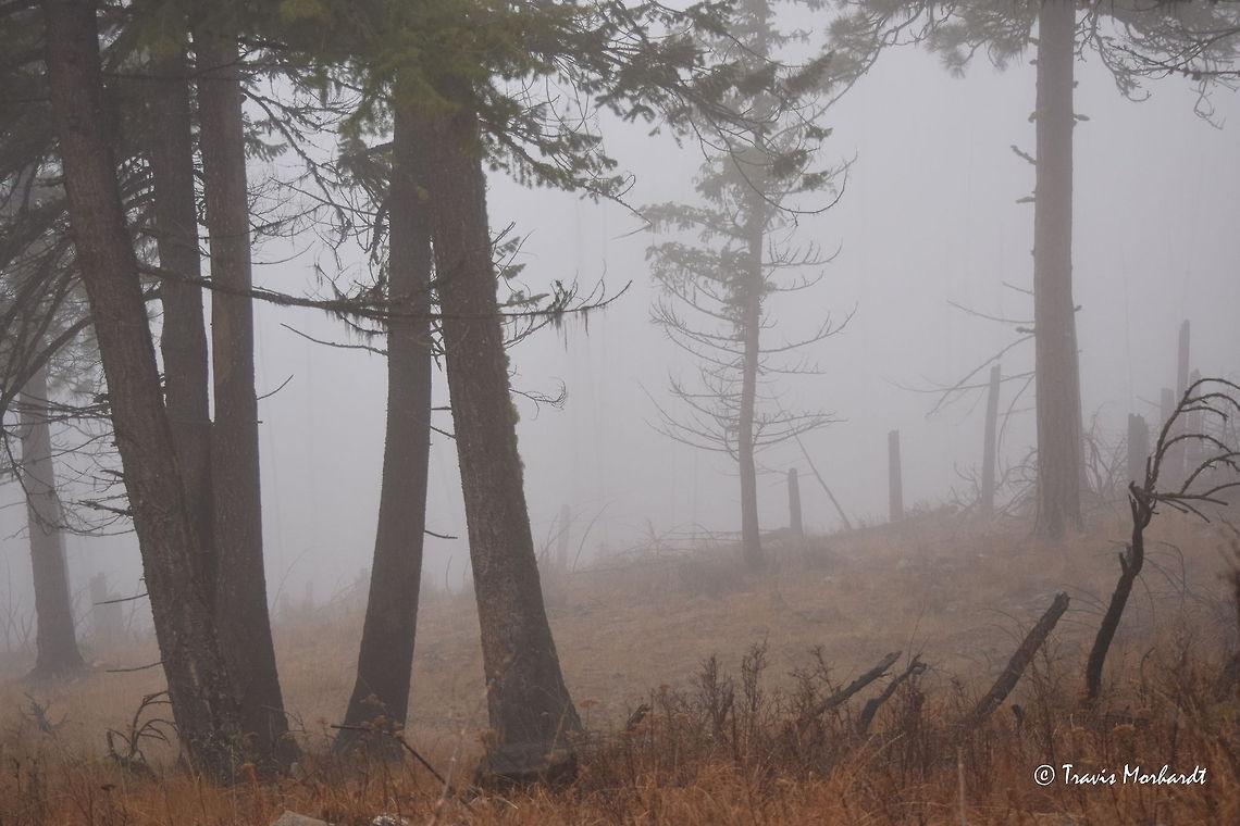 Lost in the Fog While hiking in the Selkirk Mountains of north Idaho, you have to be careful when fog like this arises. This time of year, fog swallows much of the mountain range, sometimes on and off throughout a day, sometimes for days at a time. The fog seems to always be present, and when it swallows your field of vision like this, you have to be careful about where you are going. It would be very easy to get turned around or lost at times like this. When the fog would get this thick, I would find a place to sit and rest until the fog would clear. Geotagged,Idaho,United States,fall,fog,landscapes