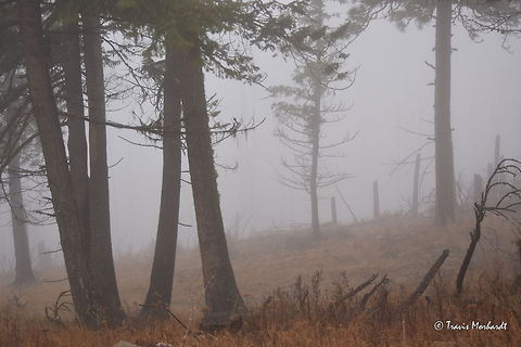 Lost in the Fog While hiking in the Selkirk Mountains of north Idaho, you have to be careful when fog like this arises. This time of year, fog swallows much of the mountain range, sometimes on and off throughout a day, sometimes for days at a time. The fog seems to always be present, and when it swallows your field of vision like this, you have to be careful about where you are going. It would be very easy to get turned around or lost at times like this. When the fog would get this thick, I would find a place to sit and rest until the fog would clear. Geotagged,Idaho,United States,fall,fog,landscapes