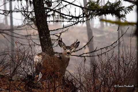 Young Mule Deer Buck A young mule deer buck observes the encroaching photographer while browsing around on the top of a ridge in north Idaho.  Fall,Geotagged,Idaho,Mule Deer,Odocoileus hemionus,United States,mammals