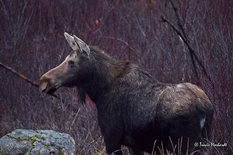 Cow Moose A cow moose browses through the willows, their favorite food, getting ready for a mountain winter in north Idaho. Alces alces,Geotagged,Idaho,Moose,United States,fall,mammals