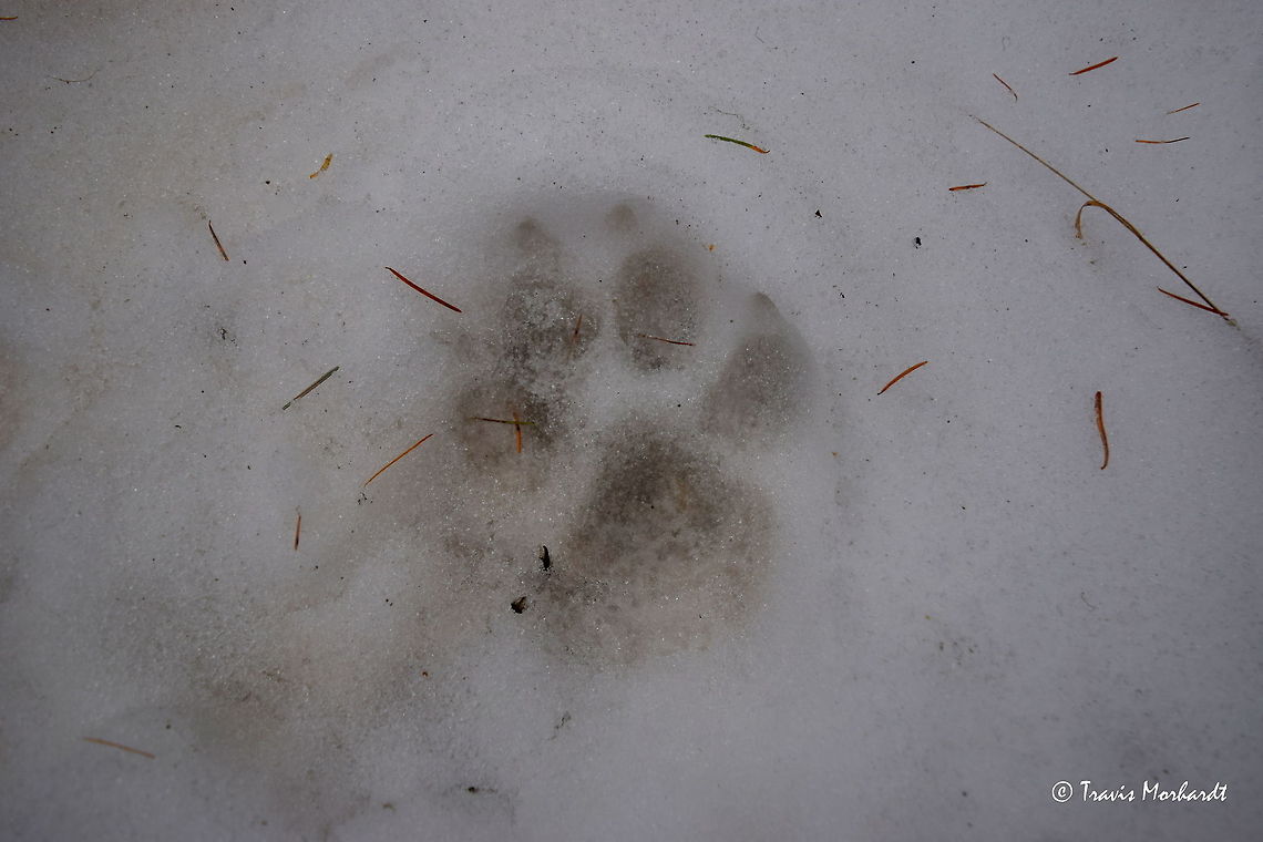 Wolf Track I found this set of wolf tracks in the snow right at the edge of an unnamed mountain road in north Idaho. They are by far the larges wolf tracks I have seen yet, measuring 5 1/2 inches (14 centimeters) from the tip of the toe nail to the back of the main foot pad. Canis lupus,Fall,Geotagged,Gray wolf,Idaho,Tracks,United States,snow