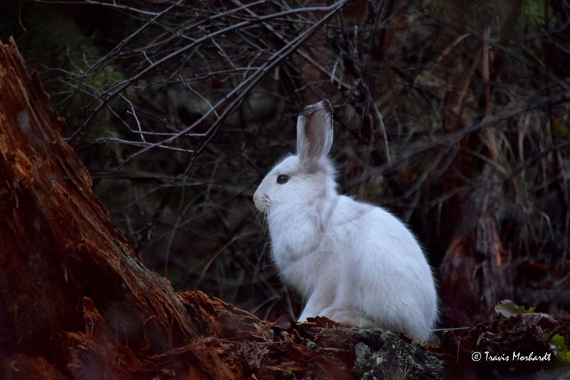 Snowshoe Hare This snowshoe hare stood out like a sore thumb on a mountainside in north Idaho. Each winter, the snowshoe hare&#039;s fur turns white as a defensive mechanism to camouflage itself in the snow. This is a great defensive strategy...when there is snow on the ground. For the time in winter before snow does settle in and take up its residence on the forest floors, these snow-white fur balls are at a great disadvantage to predators like the bobcat and lynx.  Camouflage,Fall,Geotagged,Idaho,Lepus americanus,Snowshoe hare,United States,mammals