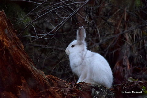Snowshoe Hare This snowshoe hare stood out like a sore thumb on a mountainside in north Idaho. Each winter, the snowshoe hare's fur turns white as a defensive mechanism to camouflage itself in the snow. This is a great defensive strategy...when there is snow on the ground. For the time in winter before snow does settle in and take up its residence on the forest floors, these snow-white fur balls are at a great disadvantage to predators like the bobcat and lynx.  Camouflage,Fall,Geotagged,Idaho,Lepus americanus,Snowshoe hare,United States,mammals