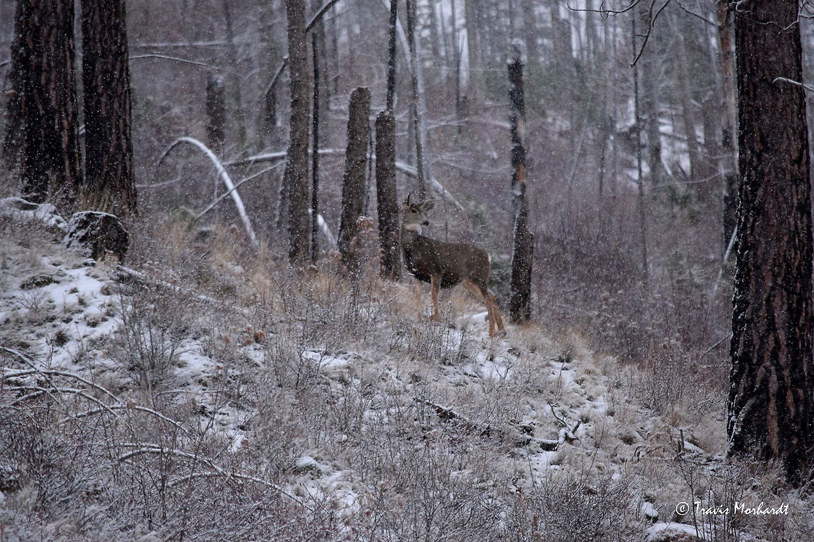 Mule Deer in Mountain Snow Fall A doe mule deer inspects the falling snow around her during a north Idaho mountain snow event. Fall,Geotagged,Idaho,Mule Deer,Odocoileus hemionus,United States,mammals,snow