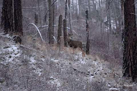 Mule Deer in Mountain Snow Fall A doe mule deer inspects the falling snow around her during a north Idaho mountain snow event. Fall,Geotagged,Idaho,Mule Deer,Odocoileus hemionus,United States,mammals,snow