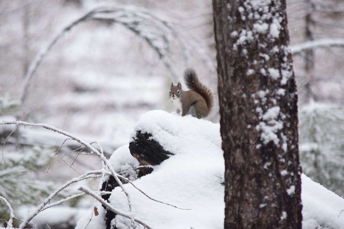 Red Squirrel A common and noisy presence anytime you are in the woods of the western U.S. and Canada. American red squirrel,Fall,Geotagged,Idaho,Snow,Tamiasciurus hudsonicus,United States,mammals,rodents