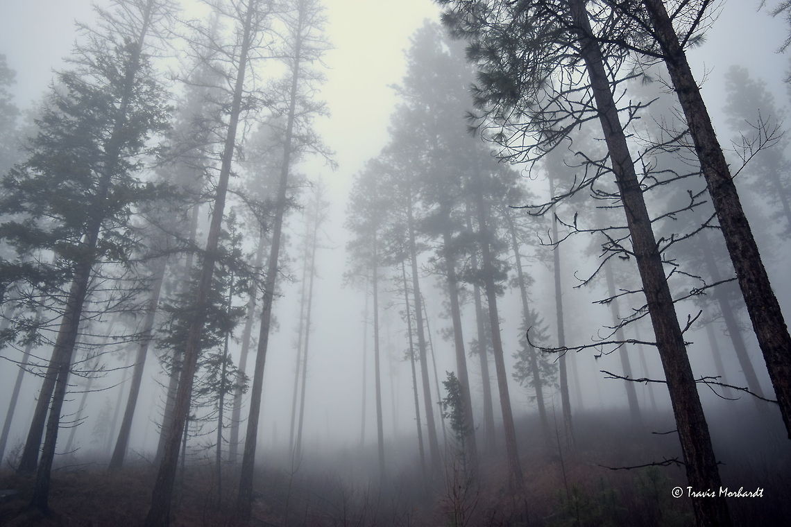 From the Fog Fog filters through a stand of ponderosa pine as I end a day hike in the Selkirk mountains of north Idaho. Geotagged,Landscapes,Pinus ponderosa,United States,fall,fog,idaho,mountains