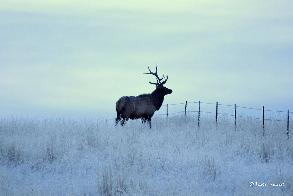 Broken-Horn Bull This was the last of several bull elk to cross the road in the early morning light. They regularly cross at this spot just about every morning and evening, but it is often too dark at either time to get a good look at them. I was fortunate to catch this bull just before he hopped the fence and disappeared over the hill. Note that his left antler (the one farther way) is broken.<br />
<br />
By the way, it was bitterly cold on this morning and everything was covered in a deep, brilliant white frost. Captured in south-central Montana. Cervus canadensis,Elk,Frost,Geotagged,Montana,United States,Winter,mammals