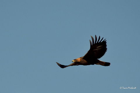 Flight of the Golden Eagle This is the first golden eagle I have ever photographed. I saw it feeding on a road-killed deer carcass while driving through south-eastern Montana. It sat very nice and still until I stopped my vehicle. Then it flew as soon as I was ready to photograph it. Typical birds. I was fortunate to snap this photo as it circled back around though. Aquila chrysaetos,Birds,Geotagged,Golden Eagle,United States,flight,montana,winter