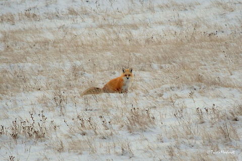 Red Fox in the Snow A red fox plays in the snow in south-eastern Montana. Geotagged,Red Fox,United States,Vulpes vulpes,mammals,winter
