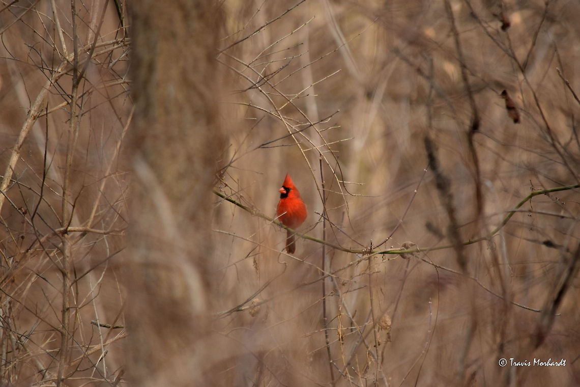 Red and Brown A male cardinal shows off his brilliant winter plumage in the hardwood forests of northern Illinois. These beautiful birds are a common site year-round, but they really stand out in the winter months. Argynnis pandora,Cardinal,Cardinalis cardinalis,Geotagged,Illinois,Northern Cardinal,United States,Winter,birds