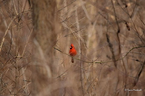 Red and Brown A male cardinal shows off his brilliant winter plumage in the hardwood forests of northern Illinois. These beautiful birds are a common site year-round, but they really stand out in the winter months. Argynnis pandora,Cardinal,Cardinalis cardinalis,Geotagged,Illinois,Northern Cardinal,United States,Winter,birds