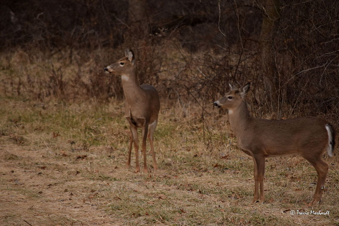 Brother and Sister Twin white-tailed fawns watch their mother (not pictured) inspect some strange movements and noises coming from inside the blind where I was hiding. The young fawns are learning when to flee potentially dangerous situations, and by watching their mother, they learn what to look and listen for and how to look and listen for it. These two fawns fled only a few seconds after I took this photo, along with the doe.<br />
<br />
My grandfather and I were sitting in one of his deer hunting blinds when I captured this photo. But on this particular morning, we weren&#039;t looking to shoot the deer with guns, but with cameras. We had a nice time watching the deer and listening to the birds that morning. Geotagged,Odocoileus virginianus,United States,White-tailed Deer,illinois,mammals,winter