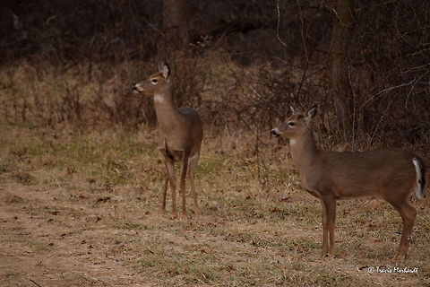Brother and Sister Twin white-tailed fawns watch their mother (not pictured) inspect some strange movements and noises coming from inside the blind where I was hiding. The young fawns are learning when to flee potentially dangerous situations, and by watching their mother, they learn what to look and listen for and how to look and listen for it. These two fawns fled only a few seconds after I took this photo, along with the doe.

My grandfather and I were sitting in one of his deer hunting blinds when I captured this photo. But on this particular morning, we weren't looking to shoot the deer with guns, but with cameras. We had a nice time watching the deer and listening to the birds that morning. Geotagged,Odocoileus virginianus,United States,White-tailed Deer,illinois,mammals,winter