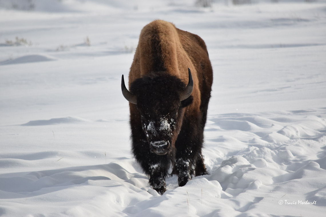 Young Bull Bison - Lamar Valley, Yellowstone National Park A young bull bison shuffles through the snow while grazing for grass buried deep beneath the snow in Yellowstone&#039;s Lamar Valley. American bison,Bison bison,Geotagged,Snow,United States,Winter,Wyoming,Yellowstone National Park,mammals