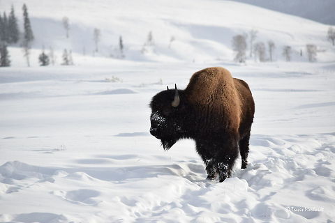 Winter Wonderland - Bison - Lamar Valley, Yellowstone National Park This young bison bull strayed from the rest of the herd in search for new grass to graze. The bison do nothing but eat grass buried deep beneath the snow all winter long. They get to the grass by using their massive head and neck muscles back and forth to dig through the snow. American bison,Bison bison,Geotagged,Snow,United States,Winter,Wyoming,Yellowstone National Park,mammals