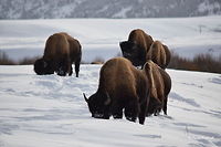 Winter Buffet - Bison - Lamar Valley, Yellowstone National Park  American bison,Bison bison,Geotagged,Snow,United States,Winter,Wyoming,Yellowstone National Park,mammals