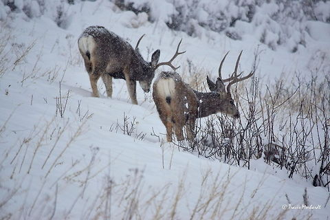 Mule Deer Browse - National Bison Range, Montana Two mule deer bucks browse through some willows on an open hillside during a heavy snow storm. The deer really only do two things during this time of year, eat and rest. Captured in the National Bison Range Wildlife Refuge, Montana. Geotagged,Montana,Mule Deer,National Bison Range,Odocoileus hemionus,Snow,United States,mammals,winter