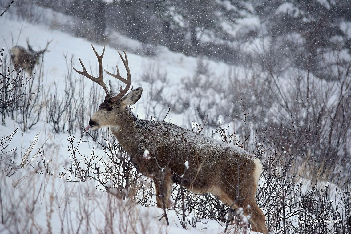 Catching Snowflakes A mule deer buck sticks his tongue out during a snow storm, likely dampening his nose or cleaning his nostrils. The timing of the capture gives the illusion that he is trying to catch a snowflake on his tongue. If you look closely, you can actually see that a falling snowflake lines up perfectly with his tongue to look like he caught one. Captured in western Montana's National Bison Range. Geotagged,Montana,Mule Deer,National Bison Range,Odocoileus hemionus,Snow,United States,mammals,winter