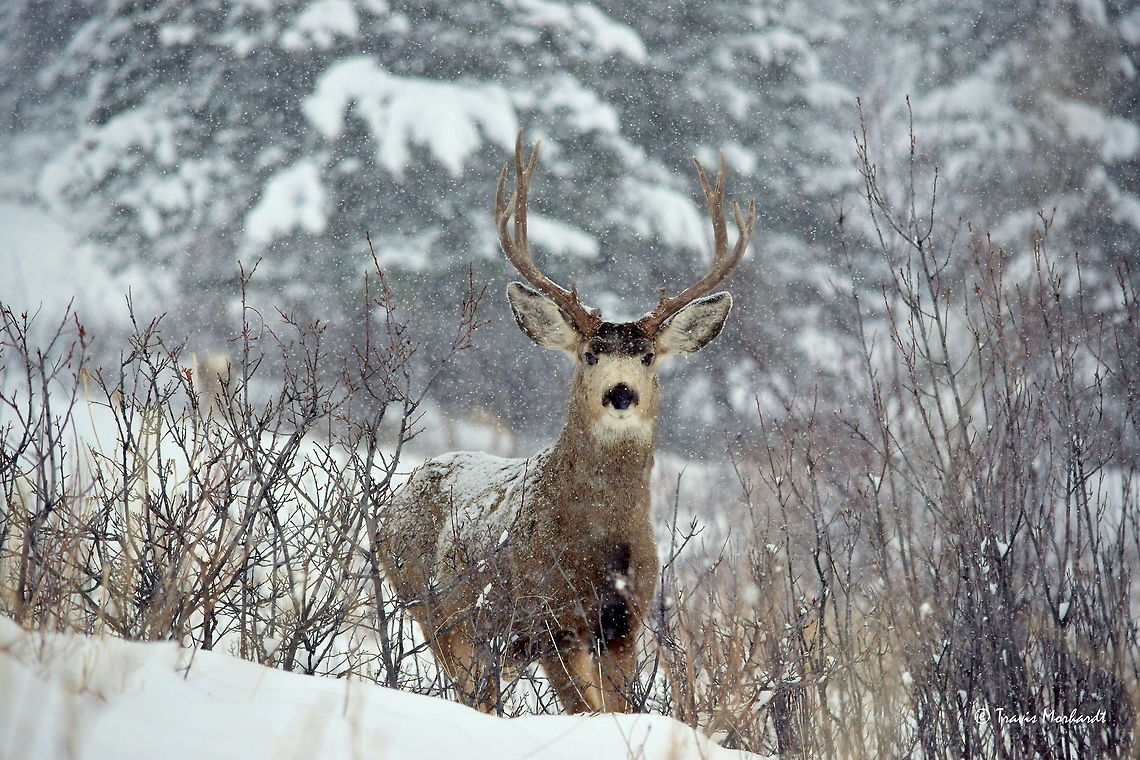 Snow Storm Muley - National Bison Range, Montana A mature mule deer buck stops browsing through the willows to inspect the photographer during a snow storm in western Montana&#039;s National Bison Range. I stopped to explore this area while in the middle of a 500 mile drive from south-central Montana to north Idaho. I ended up stopping for about two hours to observe and photograph this mule deer buck along with several other deer. Well worth the detour. Geotagged,Mule Deer,National Bison Range,Odocoileus hemionus,United States,mammals,montana,snow,winter