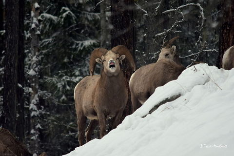Smile? - Bighorn Ram - Stagleap Provincial Park, BC Not sure what showing teeth means in bighorn sheep language. Perhaps it is a sign of social dominance? Typically a herd of bighorn sheep do not follow one single ram. But with it being so soon after the rut, possibly this ram is till showing his dominance over the others. Either way, it makes for quite a comical photo! Captured in Stagleap Provincial Park, British Columbia, Canada. Bighorn sheep,British Columbia,Canada,Geotagged,Ovis canadensis,Stagleap Provincial Park,mammals,snow,winter