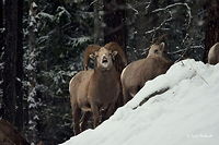 Smile? - Bighorn Ram - Stagleap Provincial Park, BC Not sure what showing teeth means in bighorn sheep language. Perhaps it is a sign of social dominance? Typically a herd of bighorn sheep do not follow one single ram. But with it being so soon after the rut, possibly this ram is till showing his dominance over the others. Either way, it makes for quite a comical photo! Captured in Stagleap Provincial Park, British Columbia, Canada. Bighorn sheep,British Columbia,Canada,Geotagged,Ovis canadensis,Stagleap Provincial Park,mammals,snow,winter