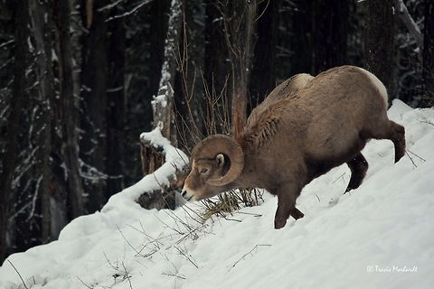 Bighorn Ram - Stagleap Provincial Park, BC The patriarch of the herd shuffles his way down a snowy bank towards some exposed grass. Captured in Stagleap Provincial Park, British Columbia, Canada. Bighorn sheep,British Columbia,Canada,Geotagged,Mammals,Ovis canadensis,Stagleap Provincial Park,snow,winter