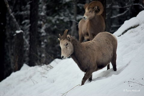 Bighorn Ewe - Stagleap Provincial Park, BC A mature bighorn ewe, possibly the matriarch, makes her way down a snowy bank towards some exposed grass. As with most animals, bighorn spend most of their time eating during the colder winter months. This herd shows no different, with most of the exhibiting rather round bellies. Captured in Stagleap Provincial Park, British Columbia, Canada. Bighorn sheep,British Columbia,Canada,Geotagged,Mammals,Ovis canadensis,Stagleap Provincial Park,snow,winter
