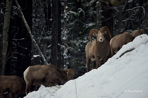 Bighorn Ram - Stagleap Provincial Park, BC A bighorn ram eyes the photographer suspiciously as the rest of his herd grazes through the deep snow of the Selkirk Mountains in Stagleap Provincial Park, British Columbia, Canada. I truly believe that bighorn sheep are the absolute best at giving the "stink eye" in the animal world. Bighorn sheep,British Columbia,Canada,Geotagged,Ovis canadensis,Stagleap Provincial Park,mammals,snow,winter